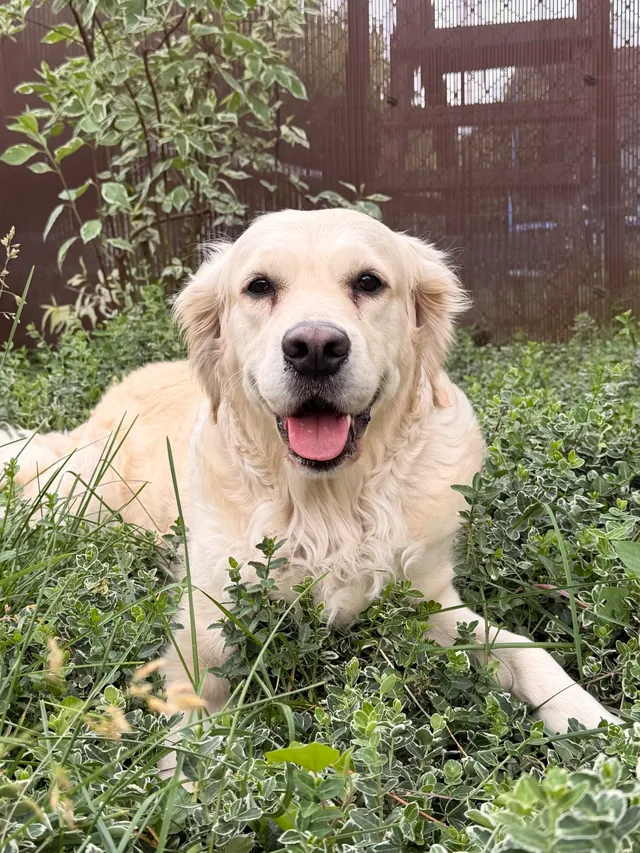 Bonnie, a golden retrieverünk a fűben